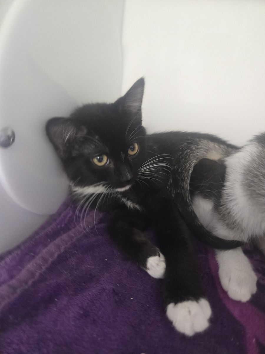 A163902 Socks is Available for Adoption!