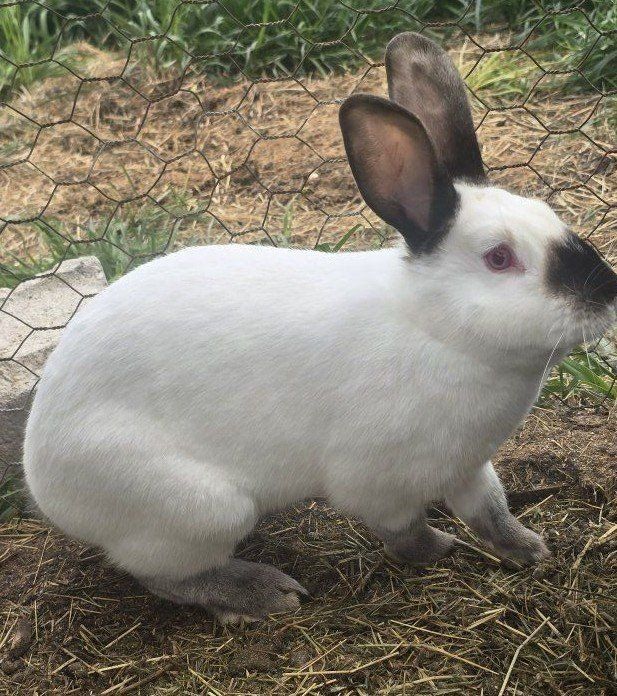 Californian meat rabbits