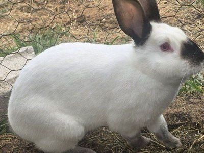 Californian meat rabbits