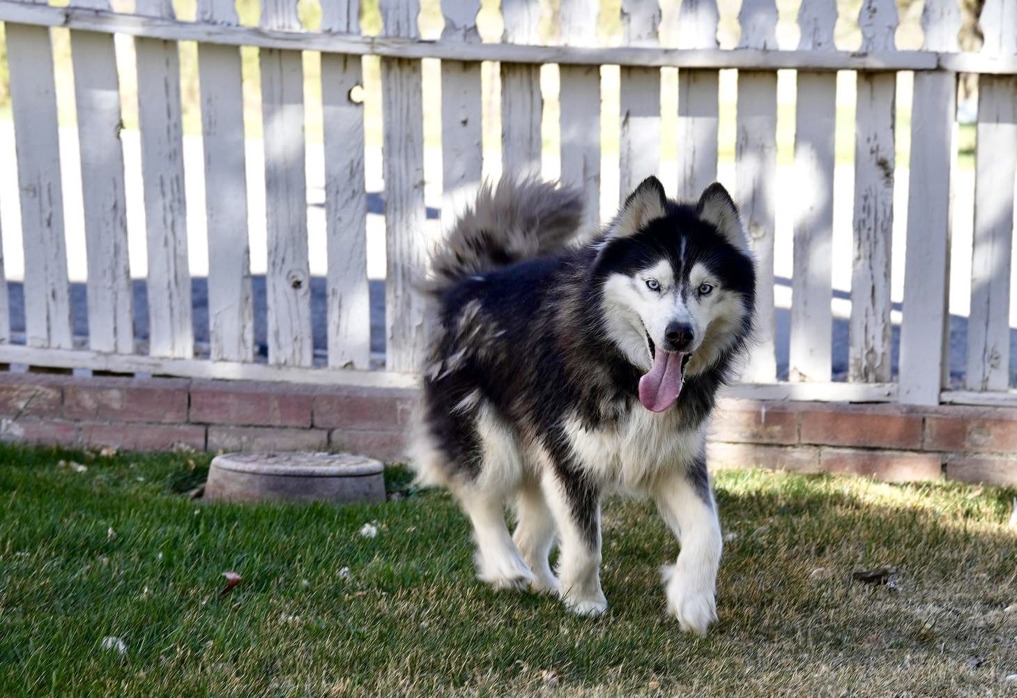Beautiful Purebred AKC Woolly Siberian Husky – Sweet 10-Year-Old Looking for Retirement Home