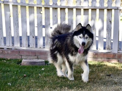 Beautiful Purebred AKC Woolly Siberian Husky – Sweet 10-Year-Old Looking for Retirement Home