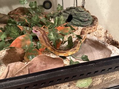 Corn Snake