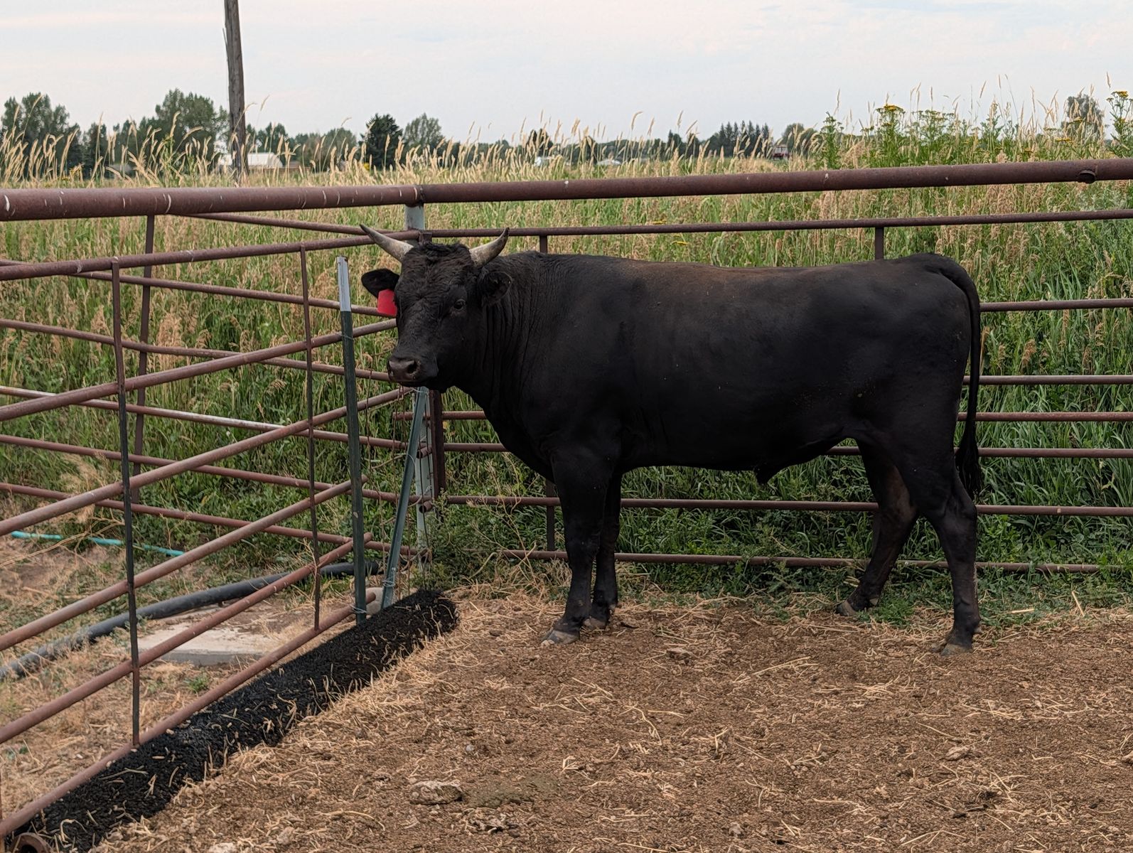 Waygu bull