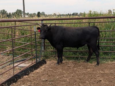 Waygu bull
