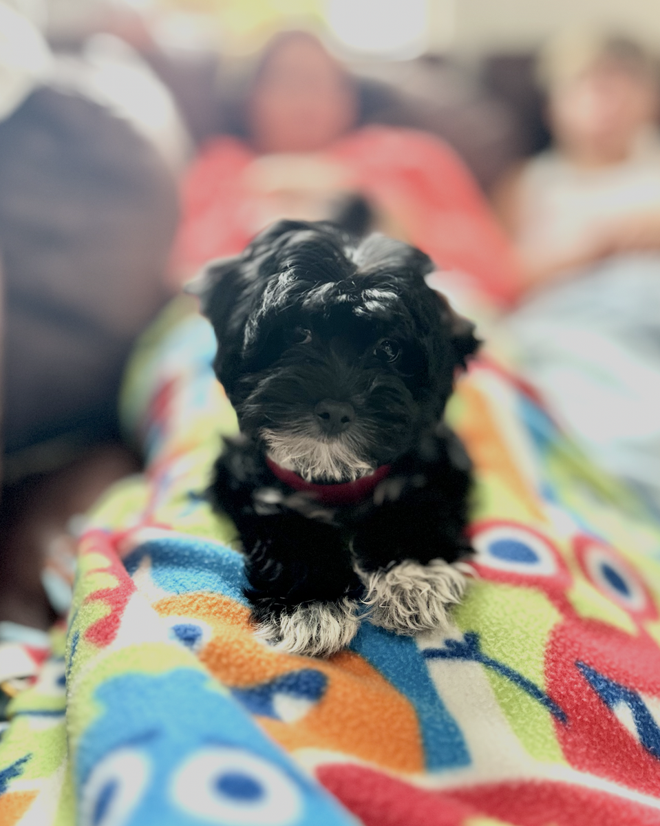 Loving 1-Year-Old Female Maltipoo