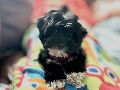 Loving 1-Year-Old Female Maltipoo