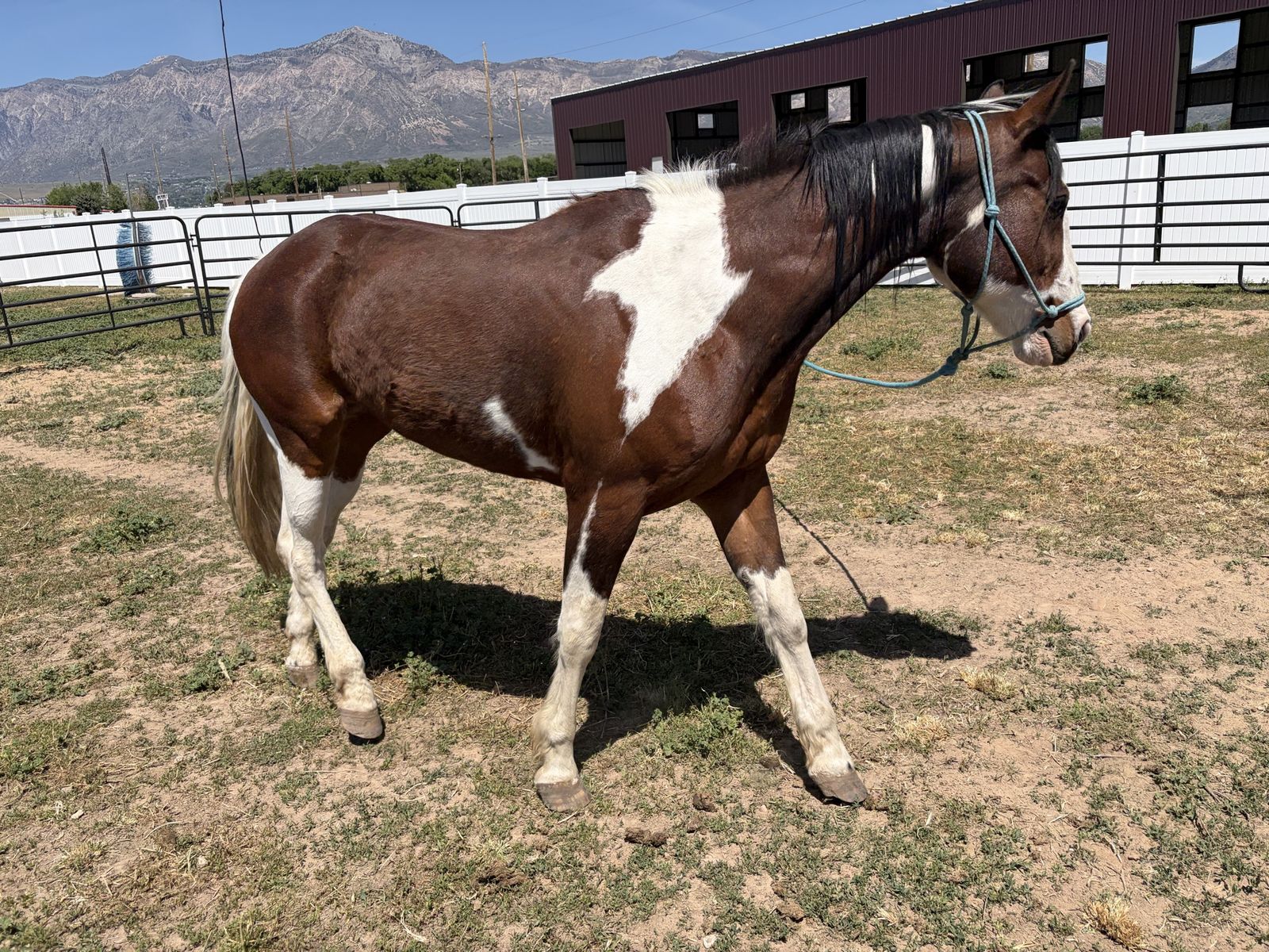 New best friend!!!! Paint Gelding