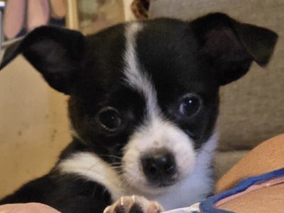 Chihuahua Puppies 10 wks old.