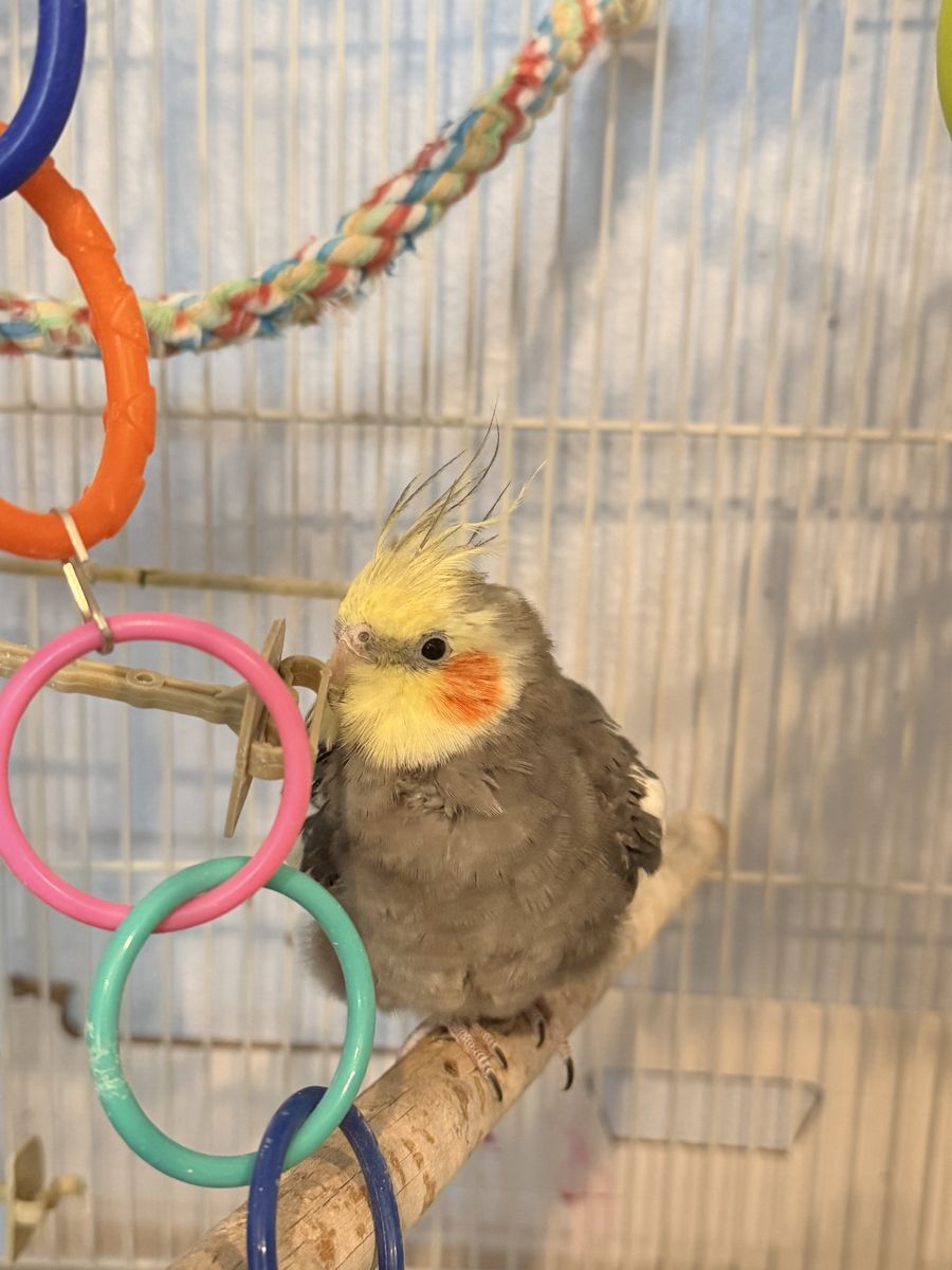 Cockatiel