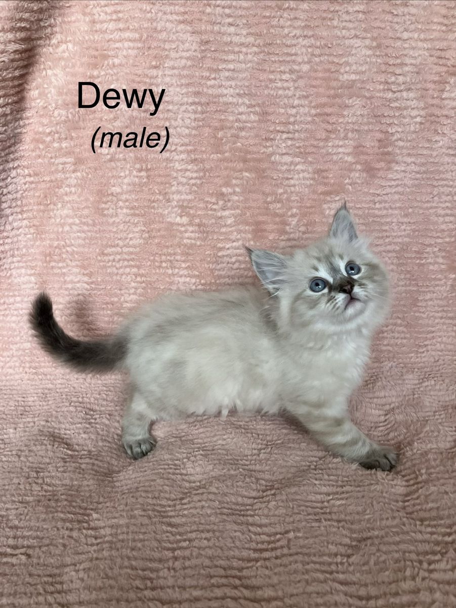 Siberian Ragdoll for sale (1 left)