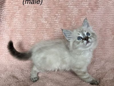 Siberian Ragdoll for sale (1 left)