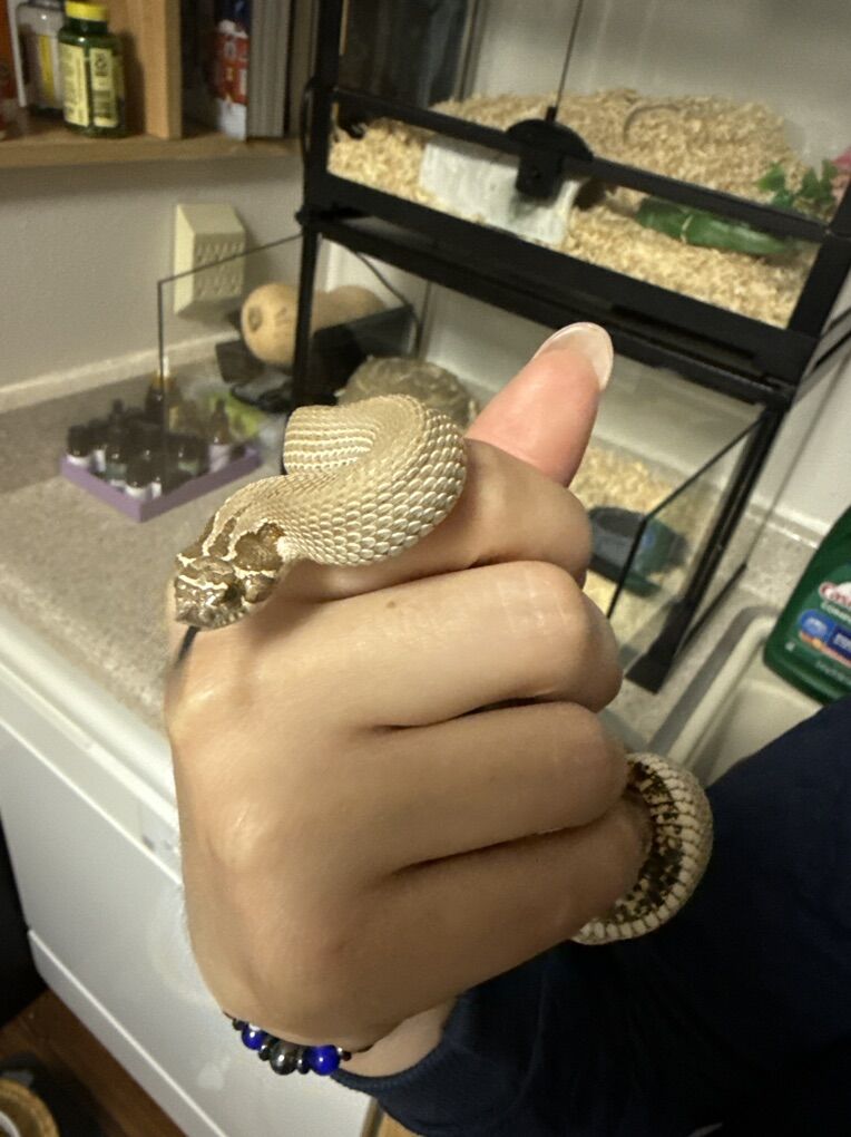 Super Conda Hognose Male