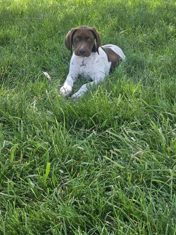 AKC German Shorthaired Pointers