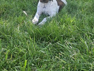 AKC German Shorthaired Pointers
