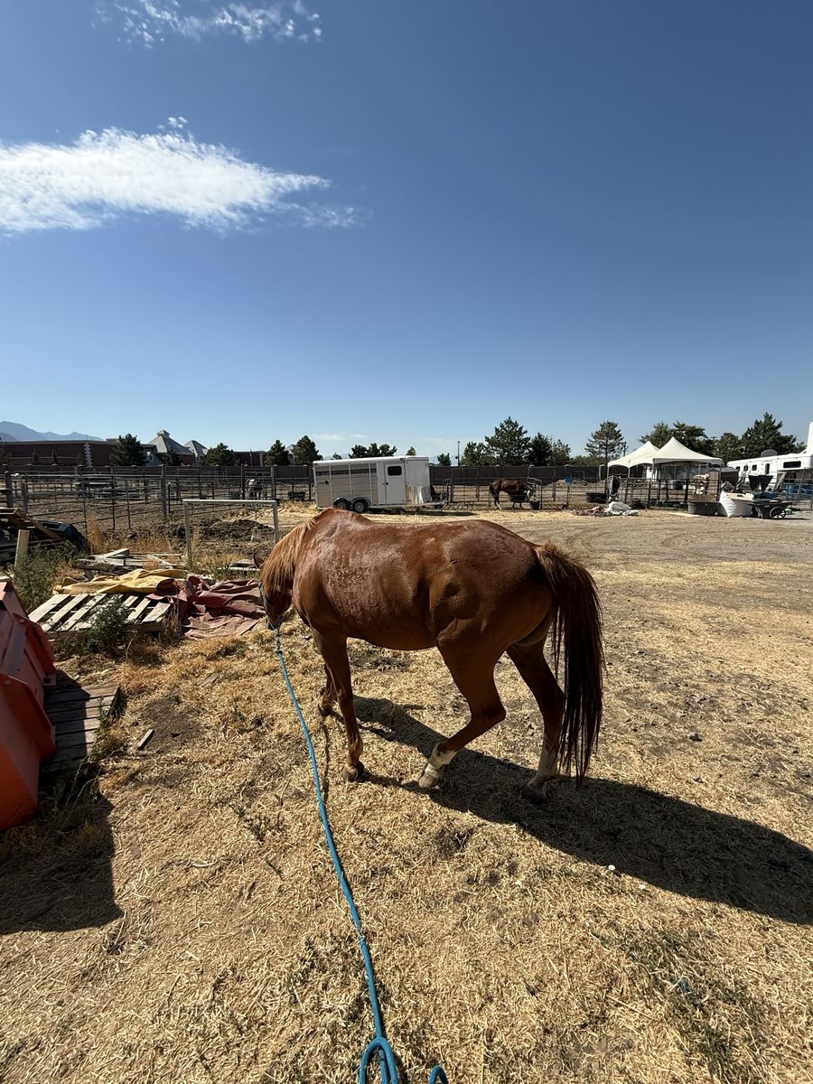 Sorrel Tennessee walker mare injured