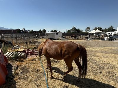 Sorrel Tennessee walker mare injured