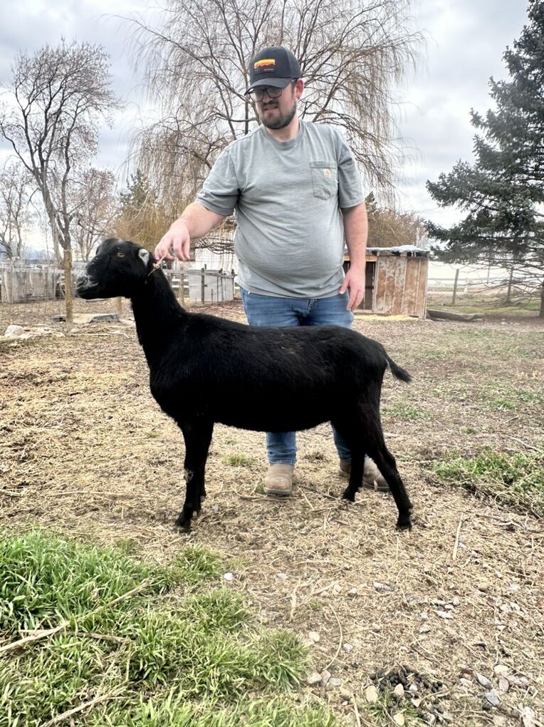 2 Lamanche Does For Sale