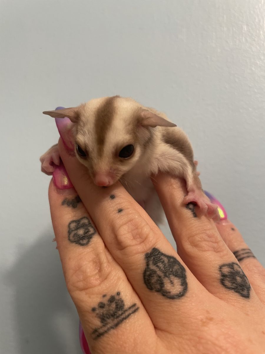 Carmino Male Sugar Glider Joey