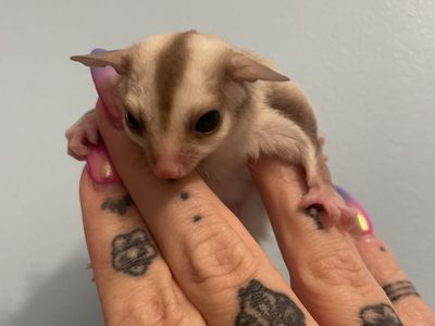 Carmino Male Sugar Glider Joey