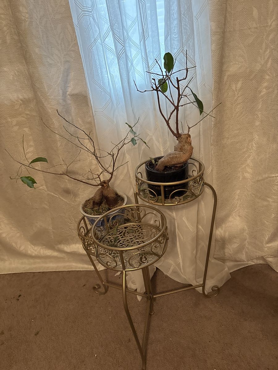 Gold Metal Plant Stands and Two Ginseng ficus plants with ornate pots