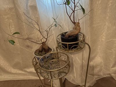 Gold Metal Plant Stands and Two Ginseng ficus plants with ornate pots