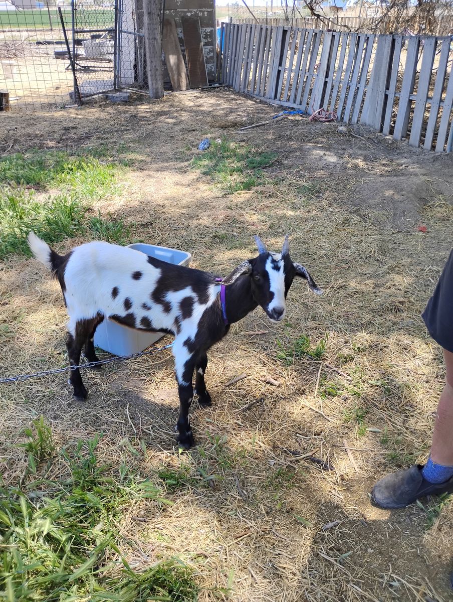 Baby milk goat