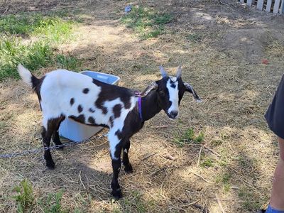 Baby milk goat