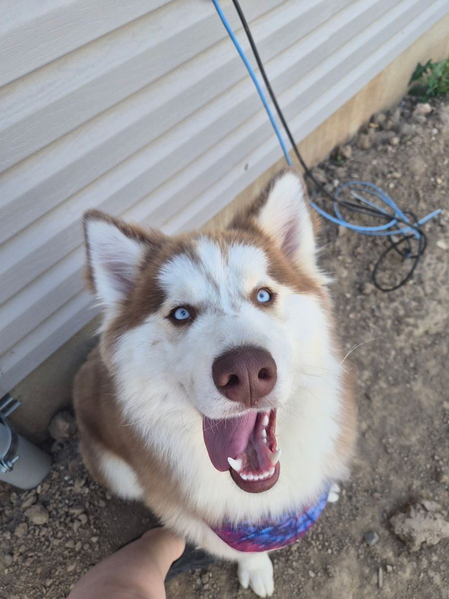Malamute husky mix female