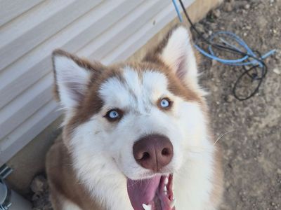 Malamute husky mix female