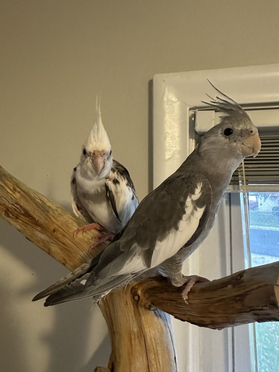 Pair of Pet Cockatiels - Bonded & Beautiful, Seeking Loving Home