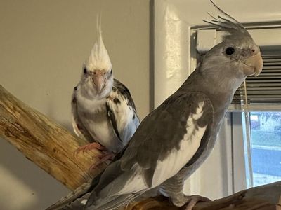 Pair of Pet Cockatiels - Bonded & Beautiful, Seeking Loving Home