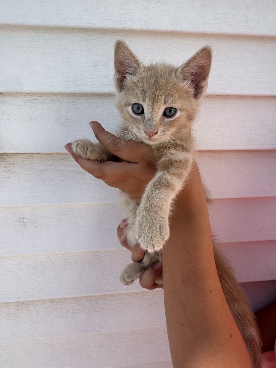 8 Week Old Kittens