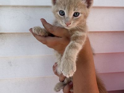 8 Week Old Kittens