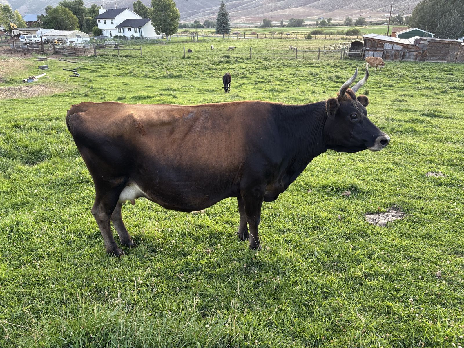 Brown Swiss Cow