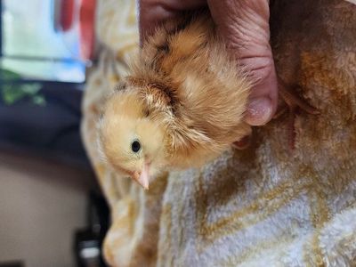 baby chicks
