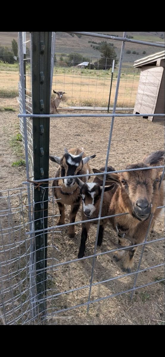 Nigerian dwarf/Nubian Goats