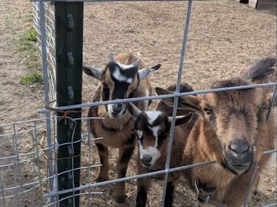 Nigerian dwarf/Nubian Goats