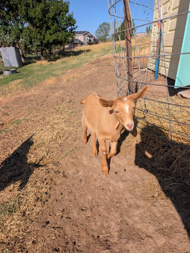 Dairy Doeling Golden Guernsey Goat