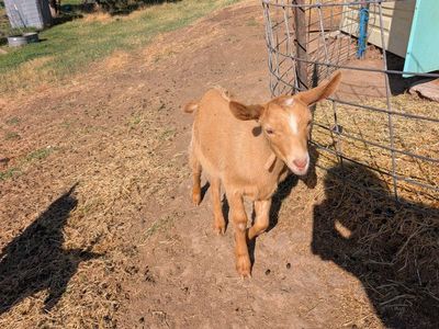 Dairy Doeling Golden Guernsey Goat
