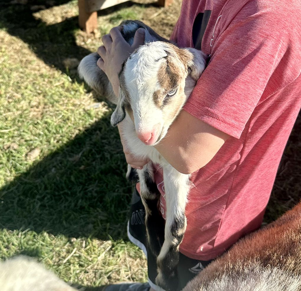 Alpine/Nubian Bucks Or Wethers