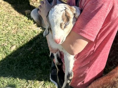 Alpine/Nubian Bucks Or Wethers