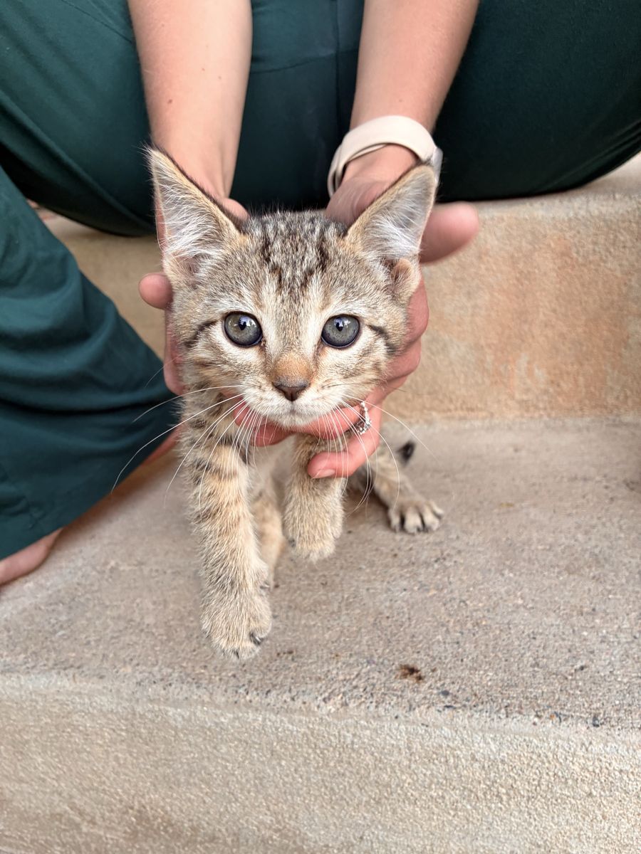 Adorable Tabby Kitten - Looking for Forever Home!