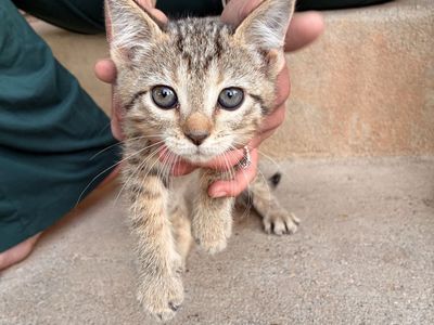 Adorable Tabby Kitten - Looking for Forever Home!
