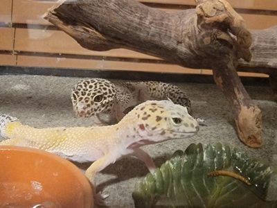 Beautiful Leapord Geckos
