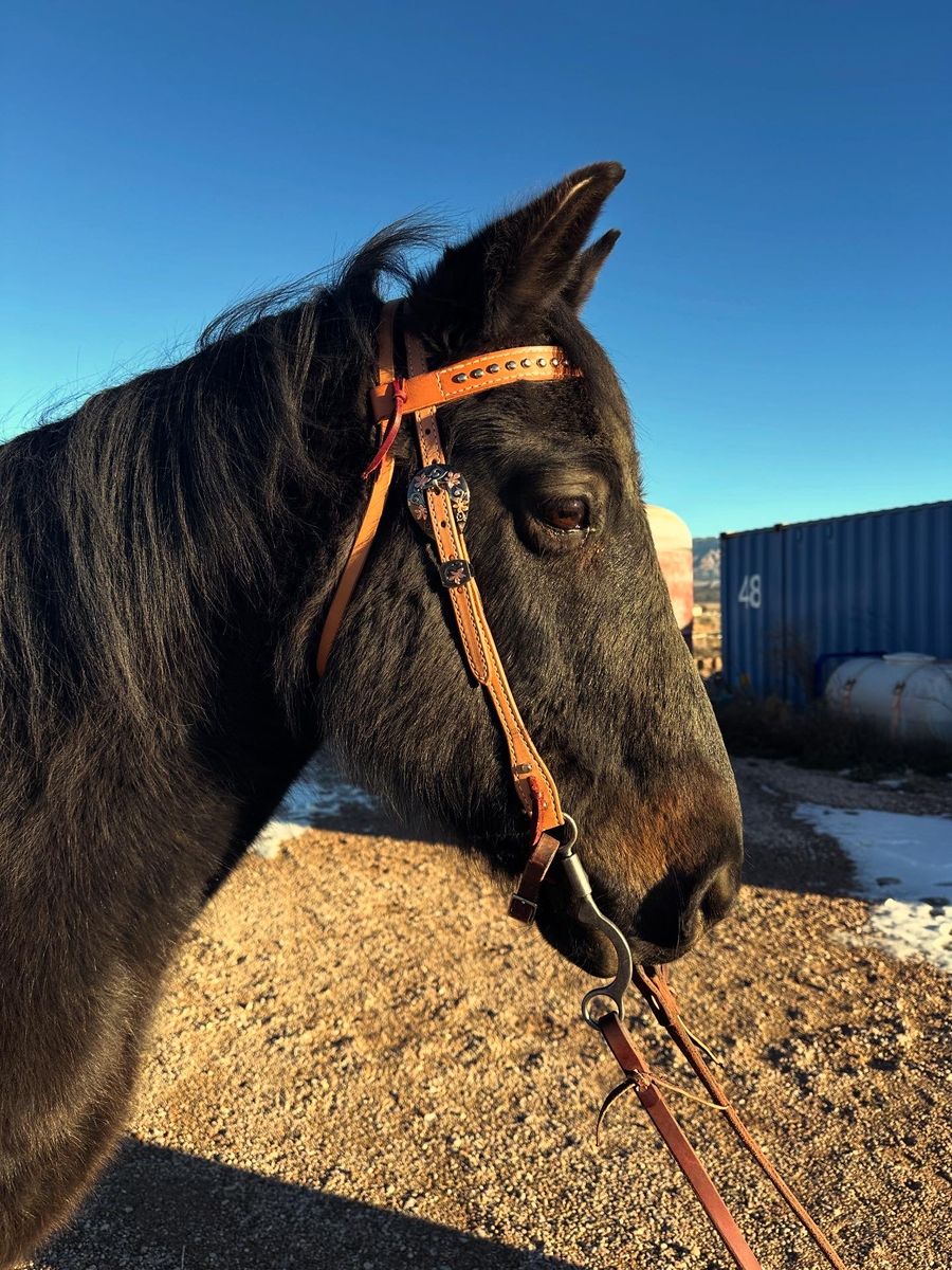 8 yr. Old Gelding Quarter Horse