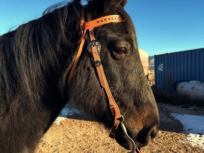8 yr. Old Gelding Quarter Horse