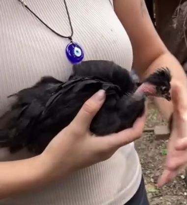 Coop Ready Bantam Showgirl Satin (Silkie x Bantam Cochin) Pullet