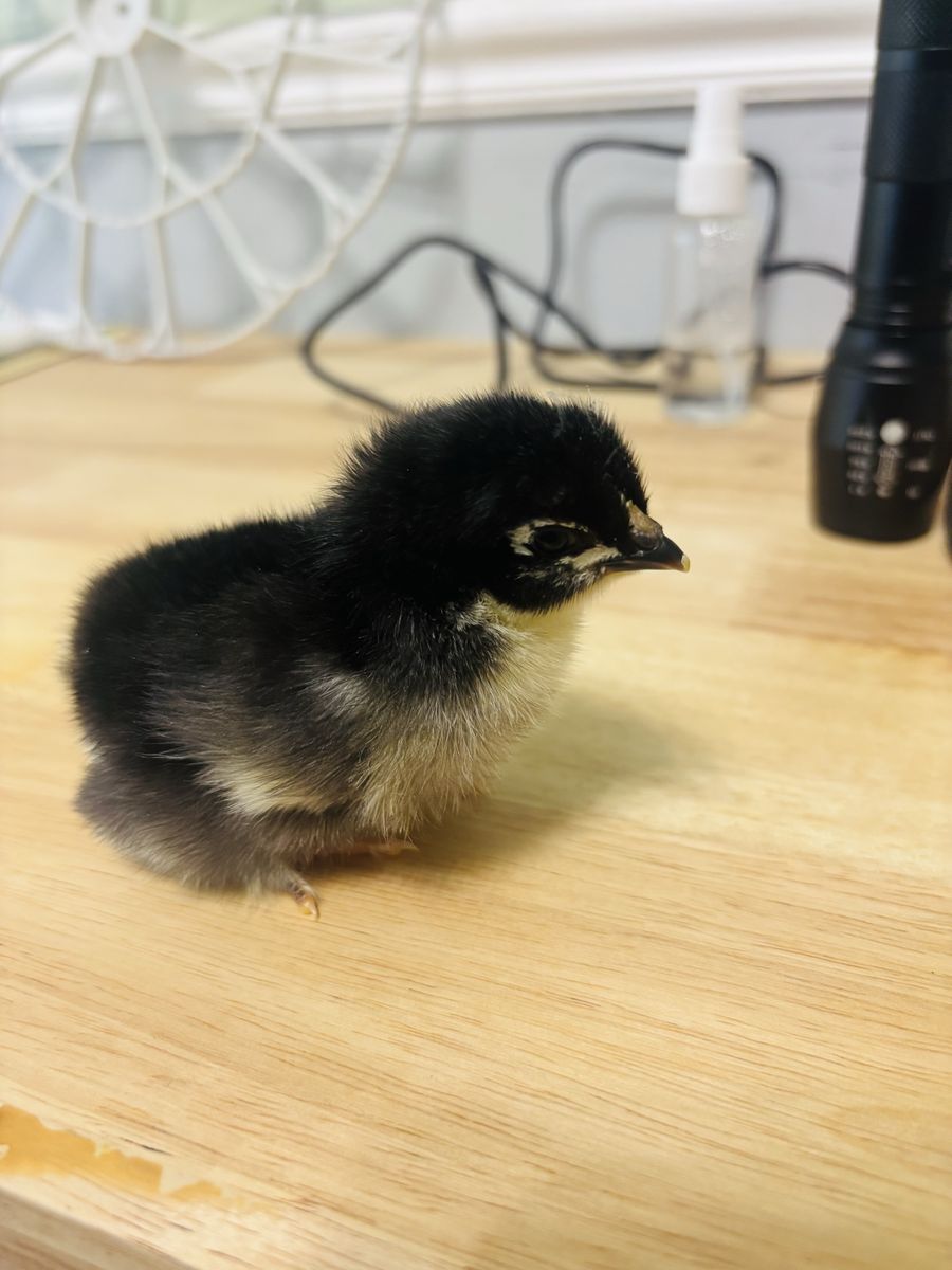 French Black Copper Maran chicks