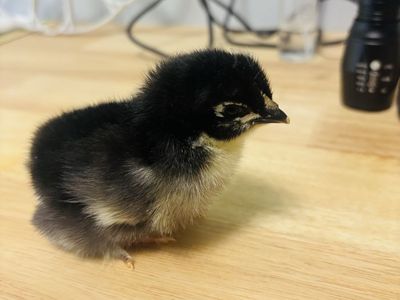 French Black Copper Maran chicks