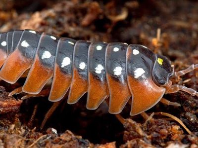 Clown Isopods